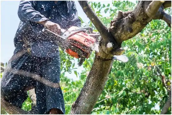 tree services Nicoma Park